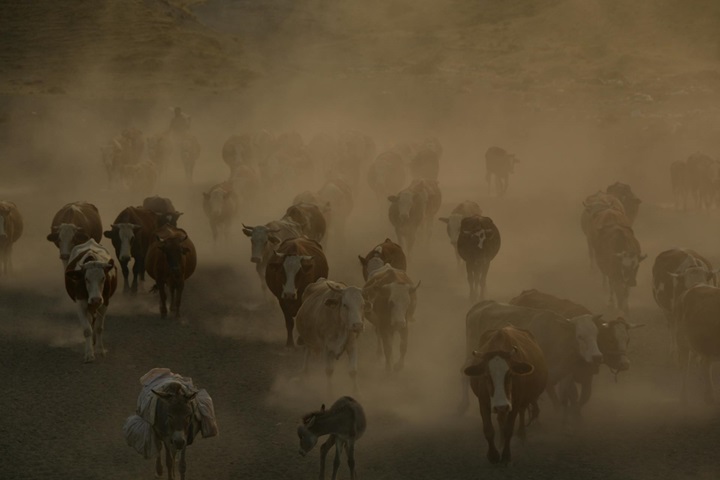 vacas 1